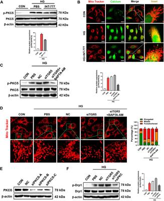 TGR5 Activation Ameliorates Mitochondrial Homeostasis via Regulating the PKCδ/Drp1-HK2 Signaling in Diabetic Retinopathy